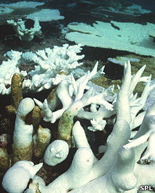 Corales blanqueados Foto SPL