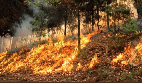 AMAZONAS: Imágenes reales del colosal incendio en el pulmón del planeta