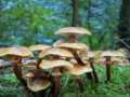 Los hongos alucinógenos tienen efectos farmacológicos en adicciones y enfermedades mentales
