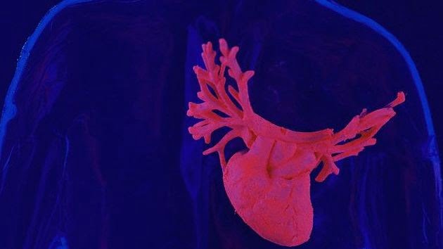 El corazón, los pulmones y más organos también podrían tener sensores oflativos como la Nariz