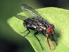 Científicos hackearon el cerebro de las moscas para controlar sus alas a distancia