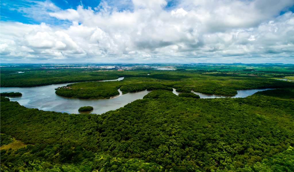 No olvidemos a la Amazonía, su deforestación continúa en aumento al 100%