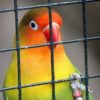 Tribunal en India prohíbe enjaular las aves y reconoce sus derechos a ser libres y volar