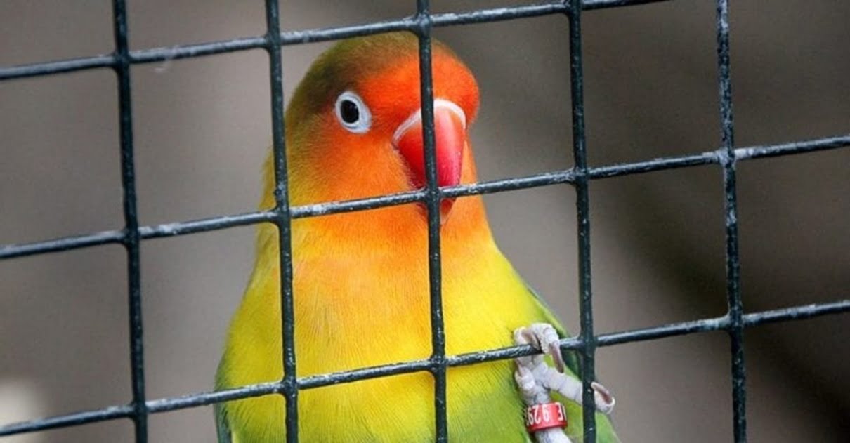 Tribunal en India prohíbe enjaular las aves y reconoce sus derechos a ser libres y volar
