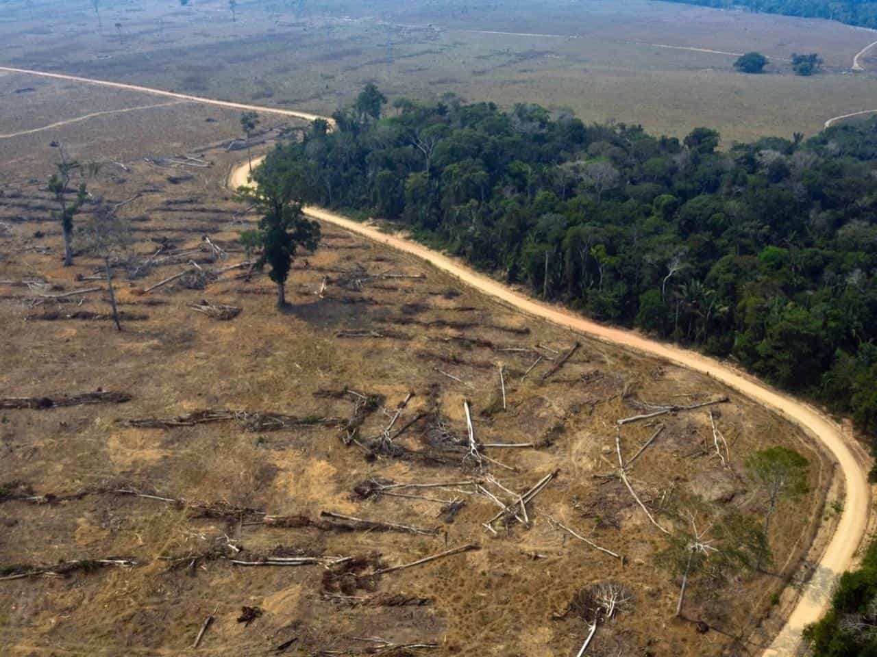 Deforestación en la Amazonía sería financiada por firmas E.E.U.U.