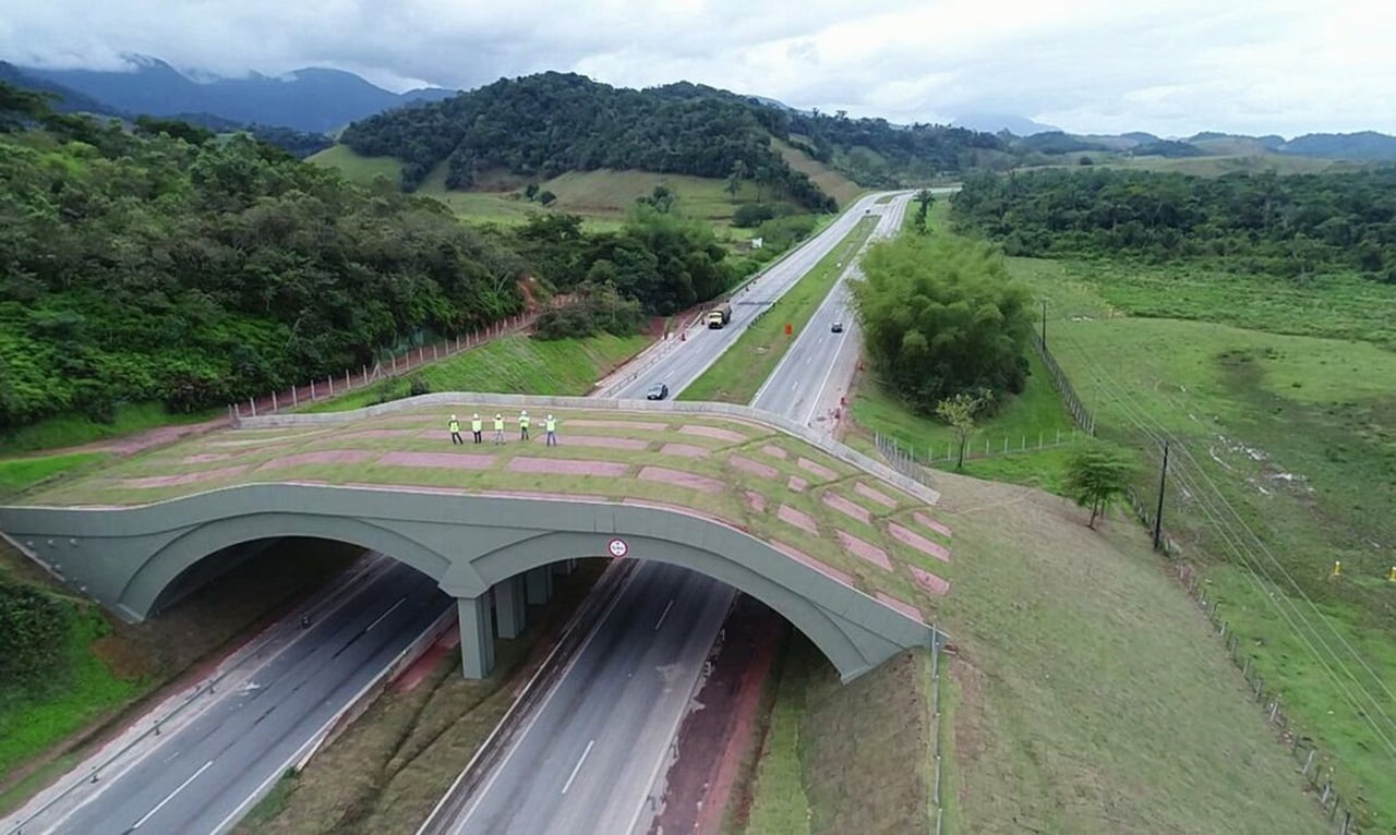 En Brasil, infraestructura vial es construida para proteger a la fauna