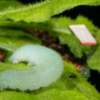 Video: Arabidopsis thaliana, descubren que las plantas pueden escuchar a sus Enemigos