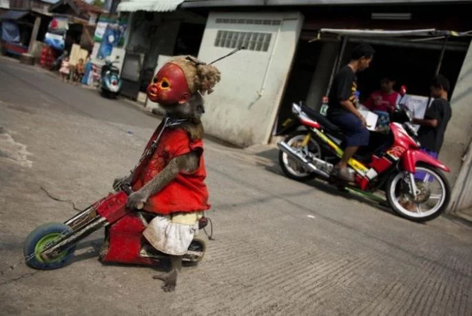 Creepy Indonesian street monkeys 7 PERTURBADORES MONOS ENMASCARADOS MENDIGAN EN INDONESIAsin categoria 