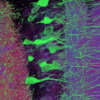Engramas: Descubren que las memorias son FÍSICAS por medio de la optogenética