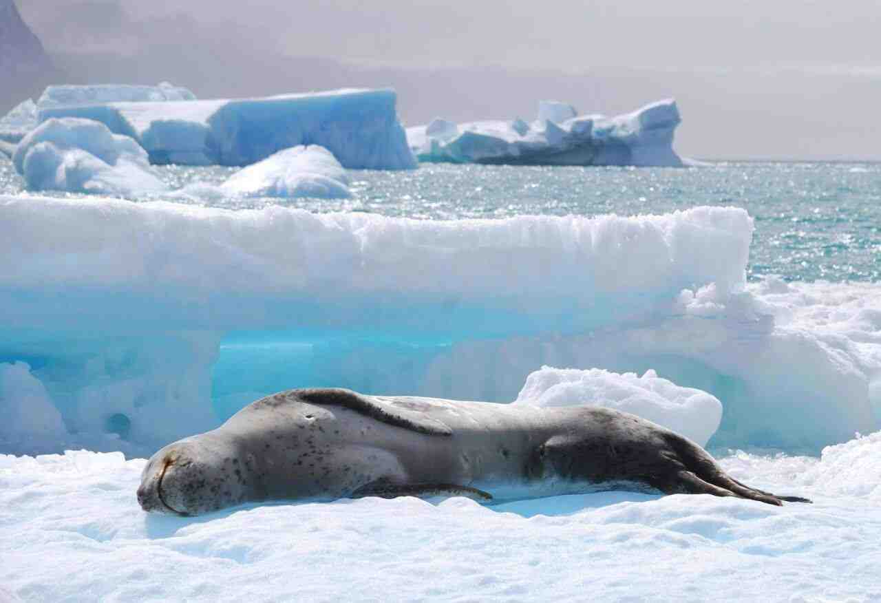 La Antártida argentina alcanzó los 18°C ¡Seguimos rompiendo records!