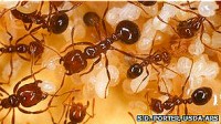 La mosca argentina que decapita hormigas invasoras en EE.UU.