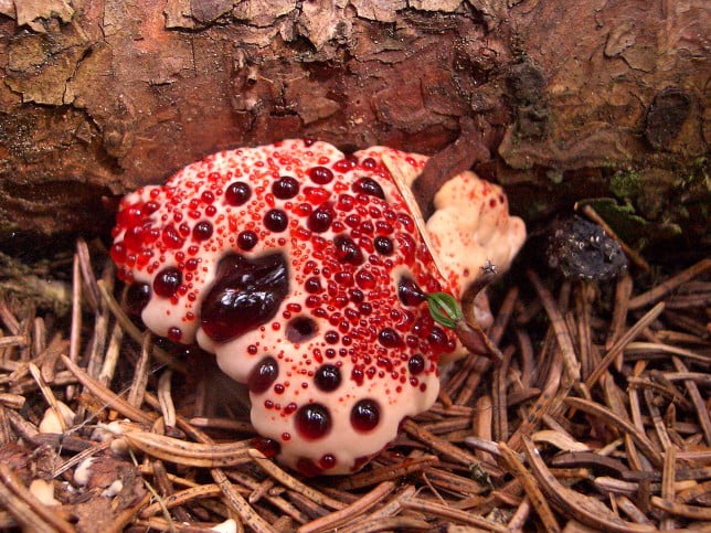 Top: los 10 hongos más extraños y bellos del mundo