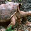 Muere en Galápagos el "Solitario Jorge", última tortuga de su especie