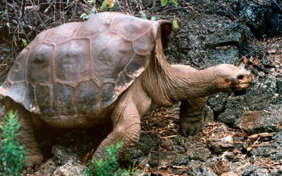 Muere en Galápagos el "Solitario Jorge", última tortuga de su especie
