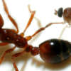 La mosca argentina que decapita hormigas invasoras en EE.UU.