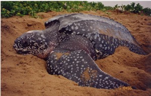 Leatherback-Sea-Turtle-3