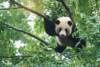 ¡Qué alegría! El oso panda sale de la lista de especies en peligro de extinción
