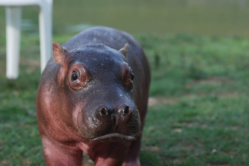 En Antioquia tienen un Hipopótamo como mascota