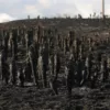 Colombia en llamas, incendios devoran las montañas del país