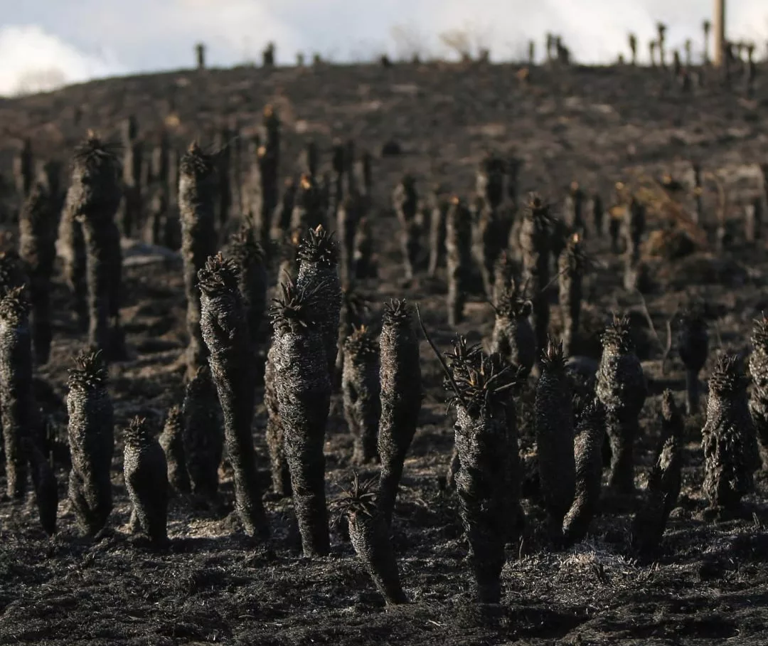Colombia en llamas, incendios devoran las montañas del país