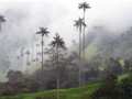 Por qué la palma de cera, el árbol nacional de Colombia, podría estar a punto de extinguirse (y la mayoría de los colombianos no lo sabe)