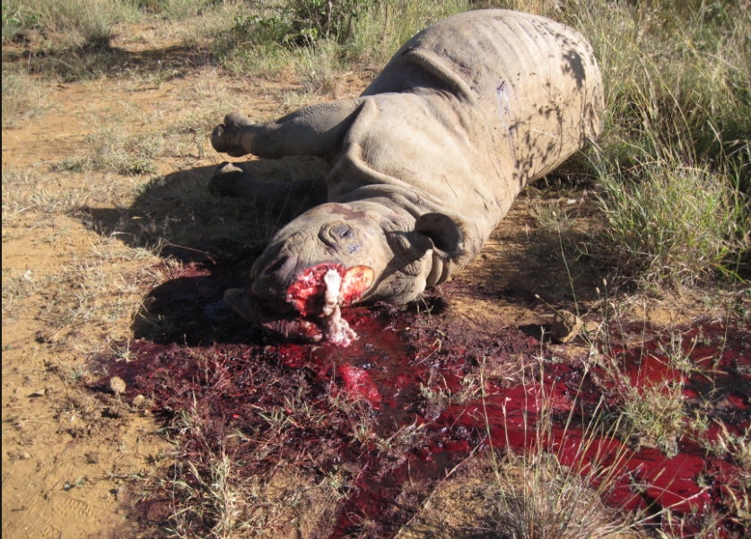 Asesinos se entran a Zoológico de París y matan Rinoceronte para robarle sus cuernos por Dinero.