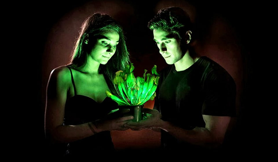 Starlight Avatar es la primera planta bioluminiscente