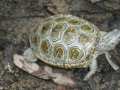 Más de la mitad de tortugas del mundo están amenazadas, ¿qué pasaría si desaparecieran?