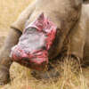 Curan a Rinoceronte mutilado con Piel de Elefante, dicen que durará 4 semanas