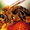 Lista de alimentos que desaparecerán si no salvamos a las abejas ahora