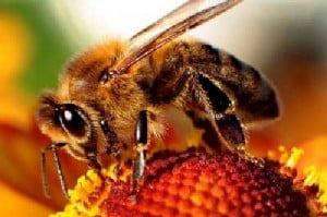 Lista de alimentos que desaparecerán si no salvamos a las abejas ahora