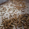 Las abejas están muriendo a causa de “la huella humana”