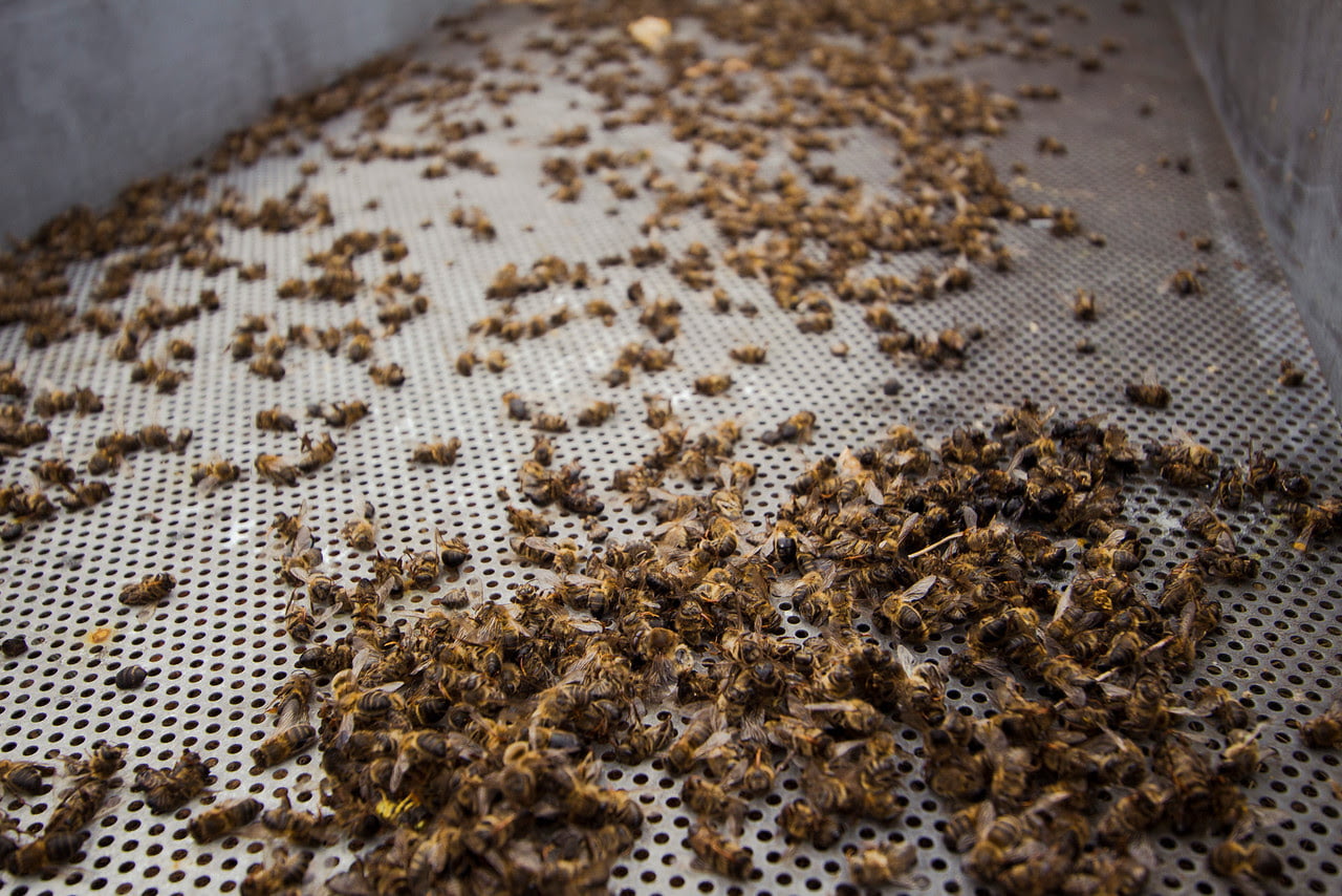 Las abejas están muriendo a causa de “la huella humana”