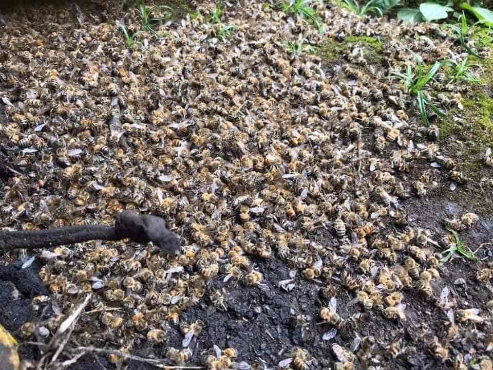 Por uso de agroquímicos muere un millón de abejas en Boyacá