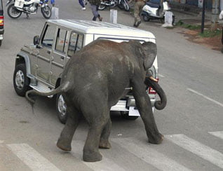 Sad Video: Elefantes agresivos aterrorizan en la India... se están vengando por robarle sus territorios con agricultura y urbanismo!!!