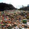 El inmenso impacto de la cantidad de alimentos desperdiciados en el mundo y consejos para ayudar