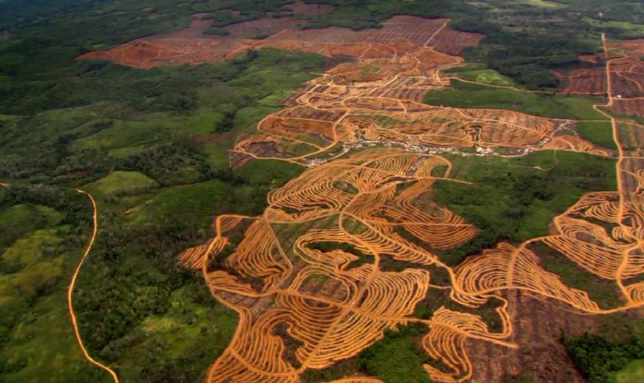 Nuevo Código Forestal de Brasil permitiría la deforestación legal en la Amazonia.