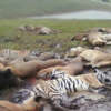 La horrible matanza de Zanesville. Leones, Tigres, Osos, Monos, Humanos asesinados.