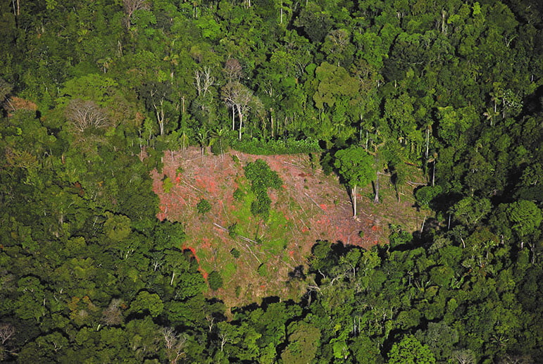 Queda solo 35 % de bosques en Antioquia debido a la tala de arboles