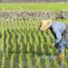 En China descubren como cultivar arroz en agua salada ¡El futuro es ahora!