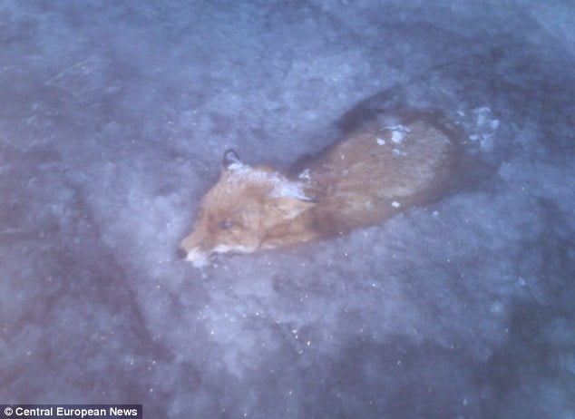 Zorro muere congelado en aguas escandinavas ( Ver Fotos )