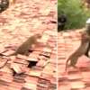 Video: LEOPARDO SALVAJE asustado hace estragos en Chandrapur, India