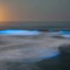 Olas fluorescentes iluminan una playa de California