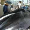 Japón anuncia que reanudará la caza comercial de ballenas este año