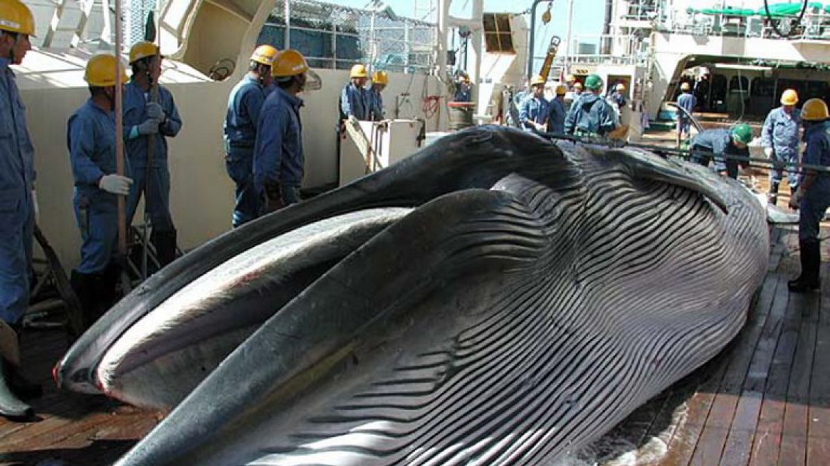 Japón anuncia que reanudará la caza comercial de ballenas este año