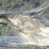 Empieza temporada de avistamiento de ballenas en el Pacífico Colombiano