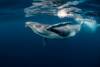 Reciente investigación comprobó que las ballenas jorobadas intercambian su mágico canto