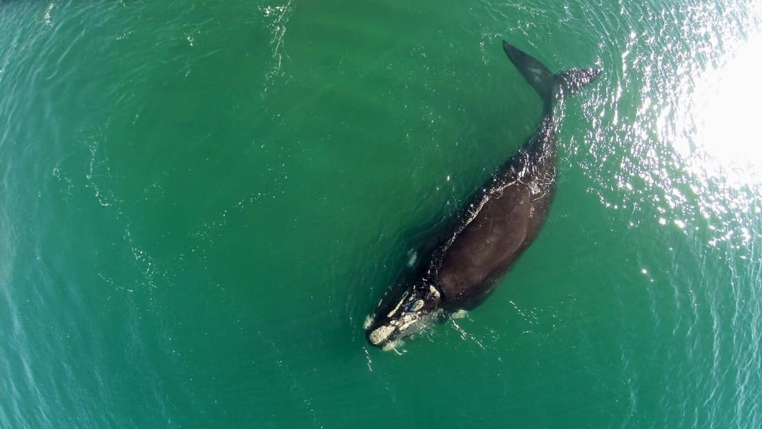 VIDEO: Mira el momento en que dos ballenas en peligro de extinción 'se abrazan' nadando en el Atlántico