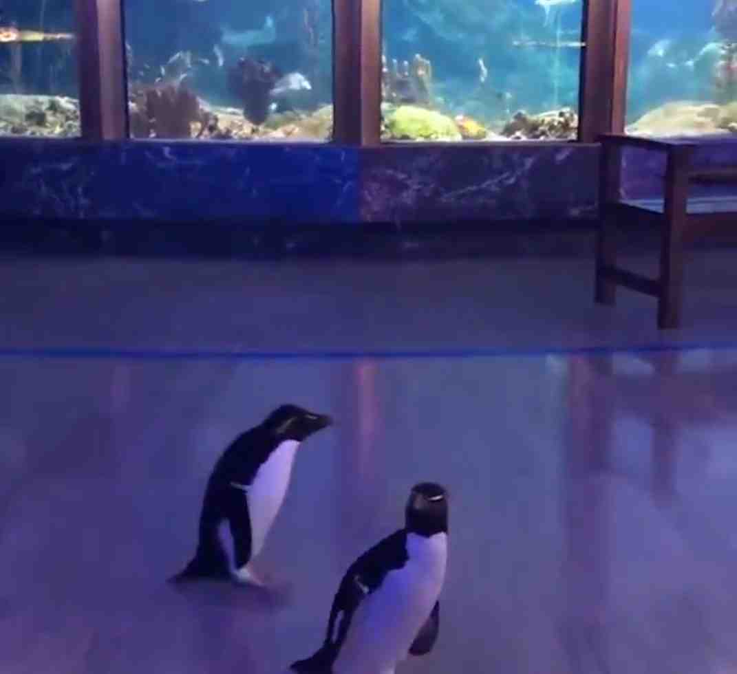 Tierra Sin Humanos: Pinguinos pueden salir a caminar por todo el acuario de Chicago