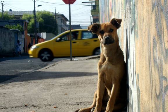 Holanda, primer país del mundo sin perros callejeros
